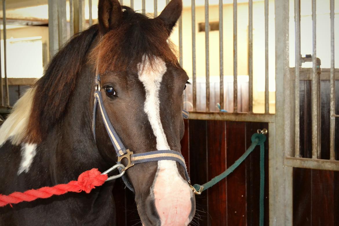 Anden særlig race Haffe Laffe - Skønneste pony! <3  billede 2