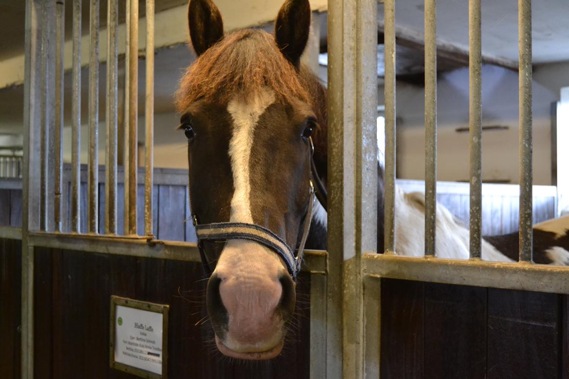 Anden særlig race Haffe Laffe - Tak for kigget på min dejlige pony, læg gerne en kommentar på din vej! :-D billede 20