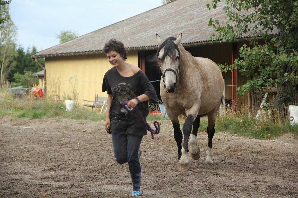 Frederiksborg Safran Lundsgård aka. Dulle - Ok, så kommer jeg.. vi ses! billede 20
