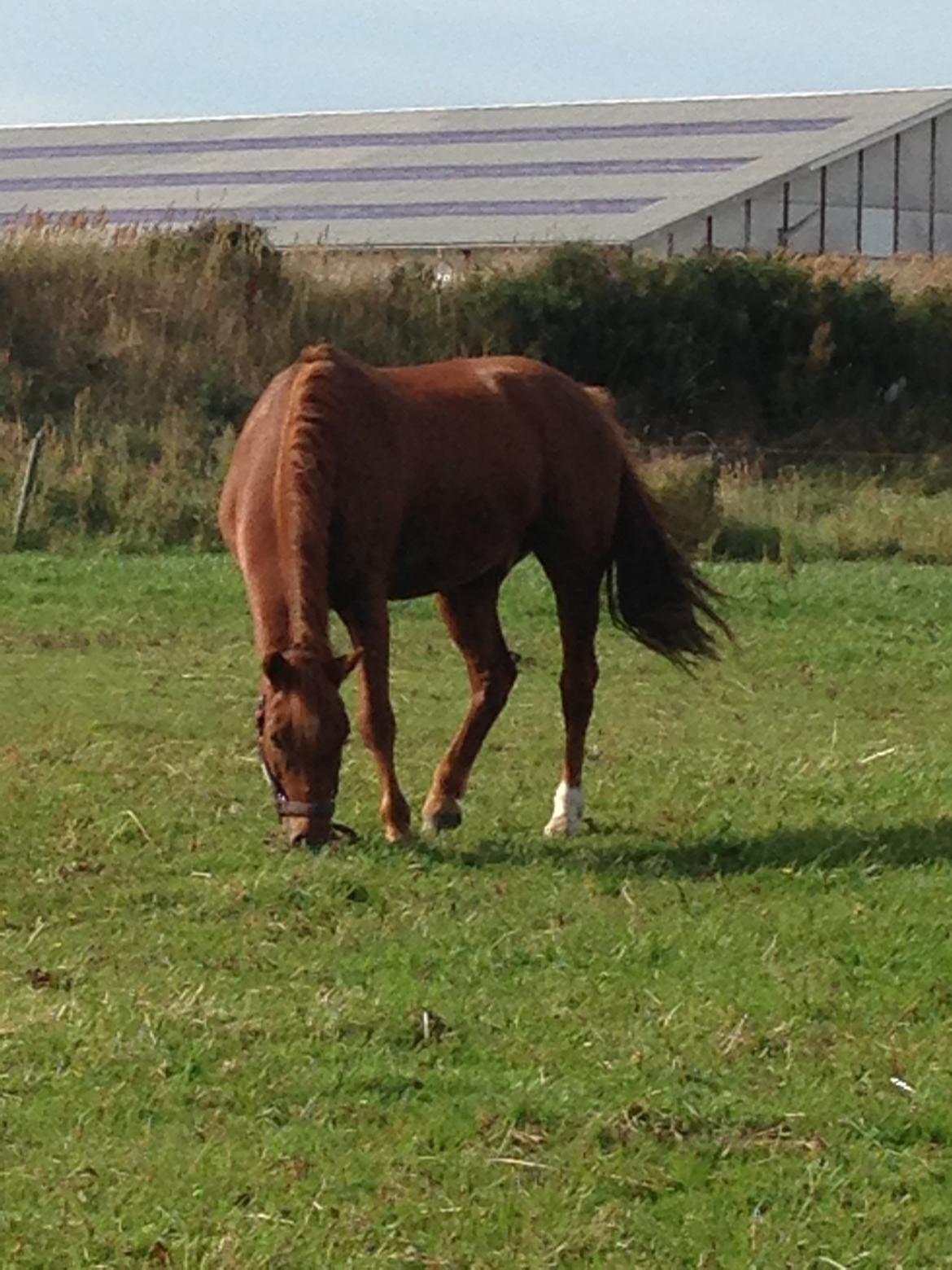 New Forest Brandon - Fold:) billede 13