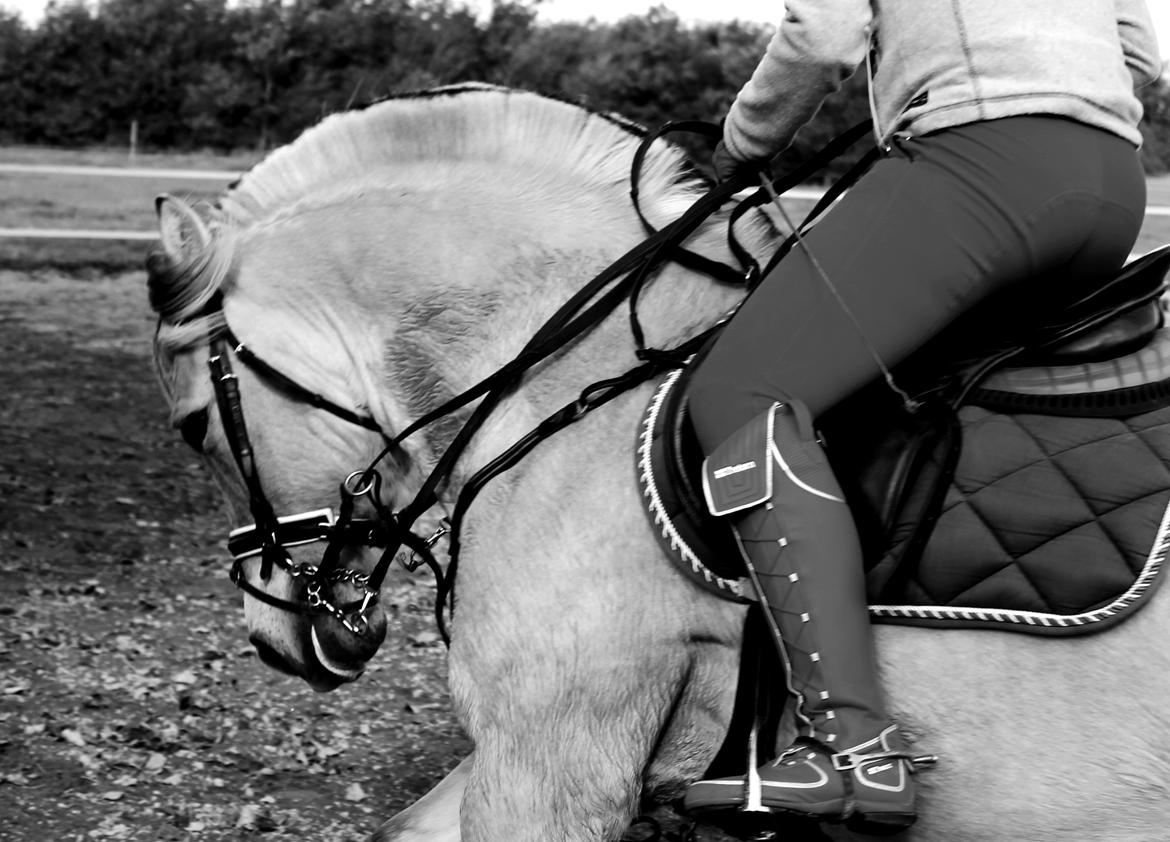 Fjordhest thomas billede 3