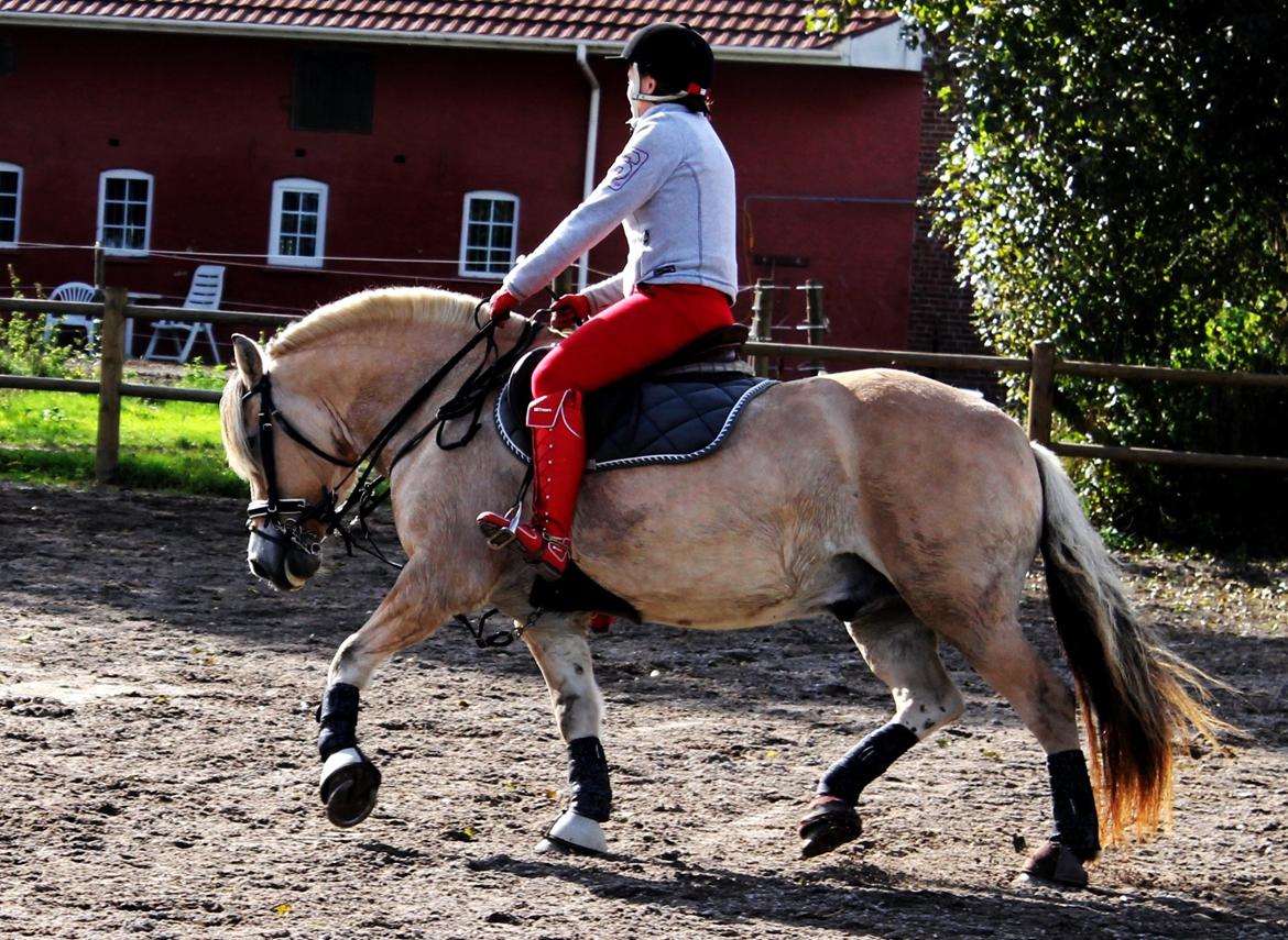 Fjordhest thomas billede 4