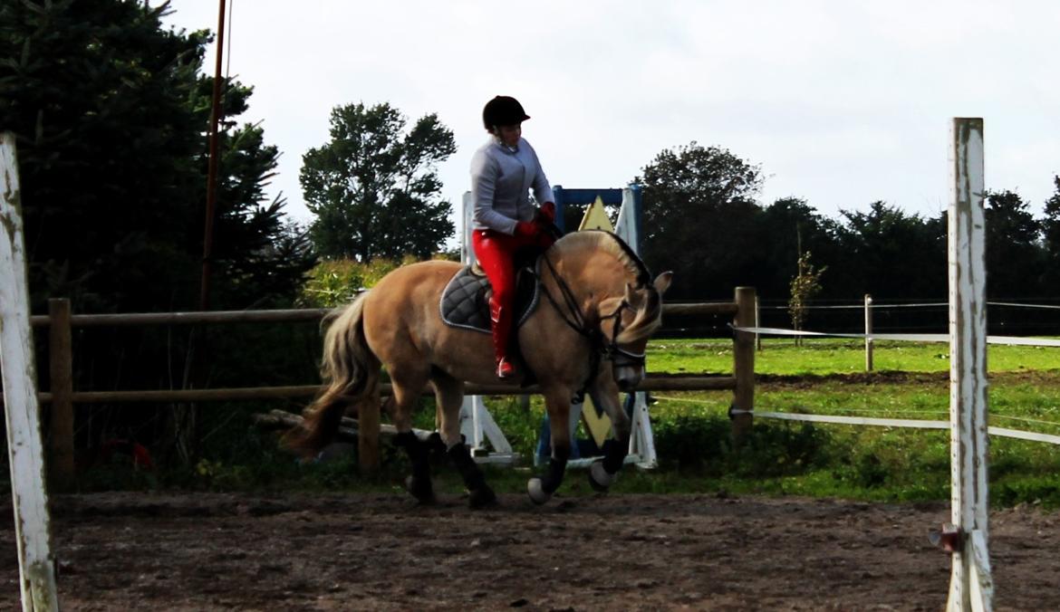 Fjordhest thomas billede 5