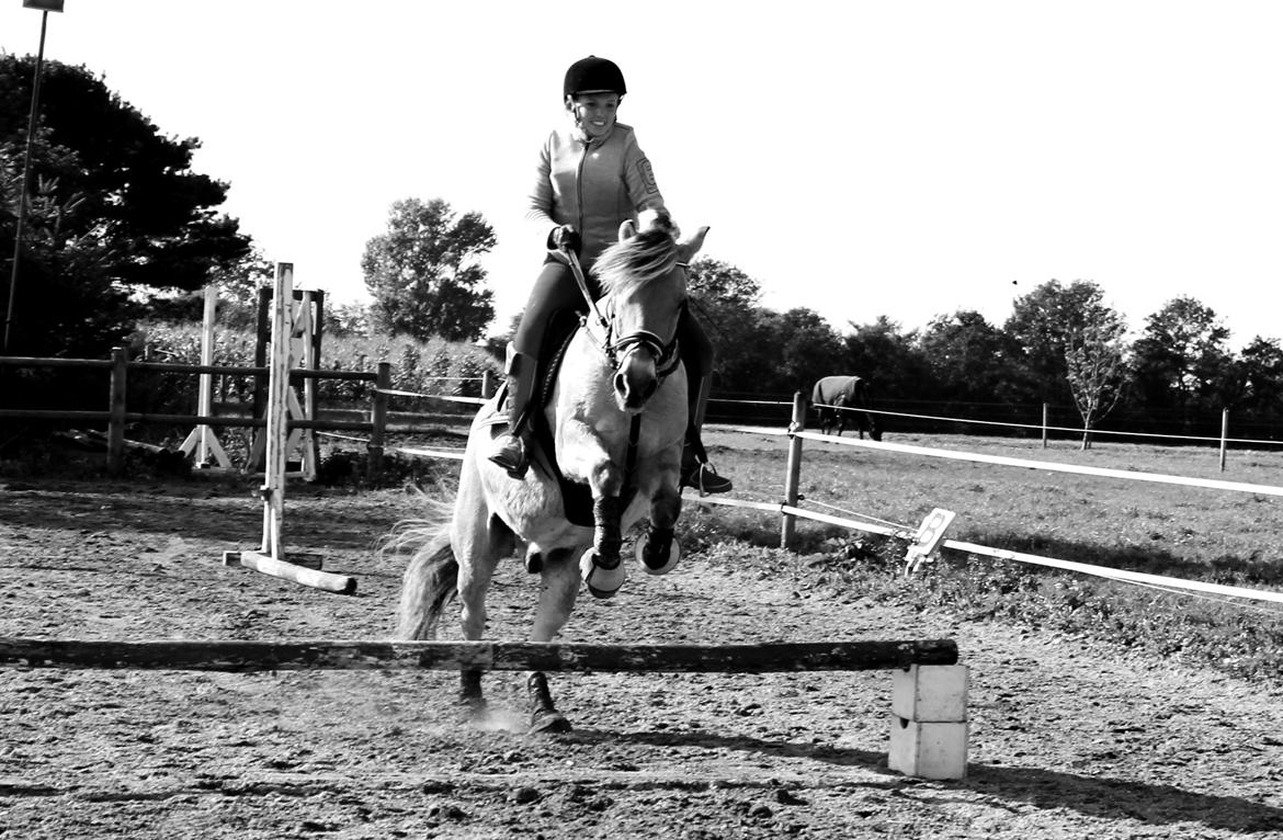 Fjordhest thomas billede 9