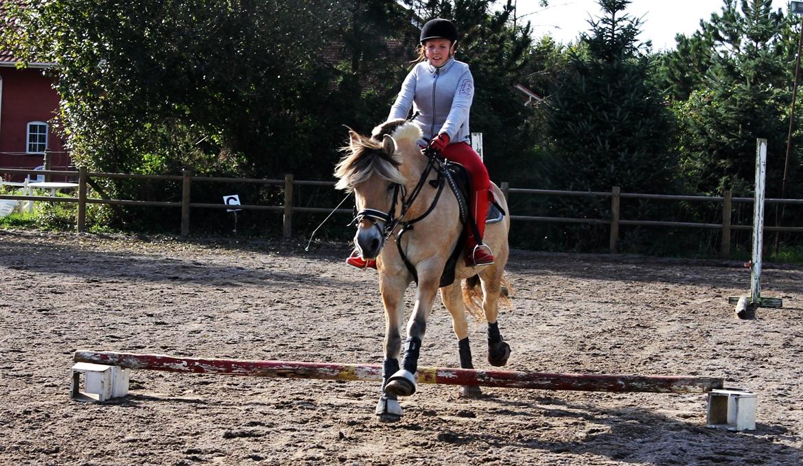 Fjordhest thomas billede 11