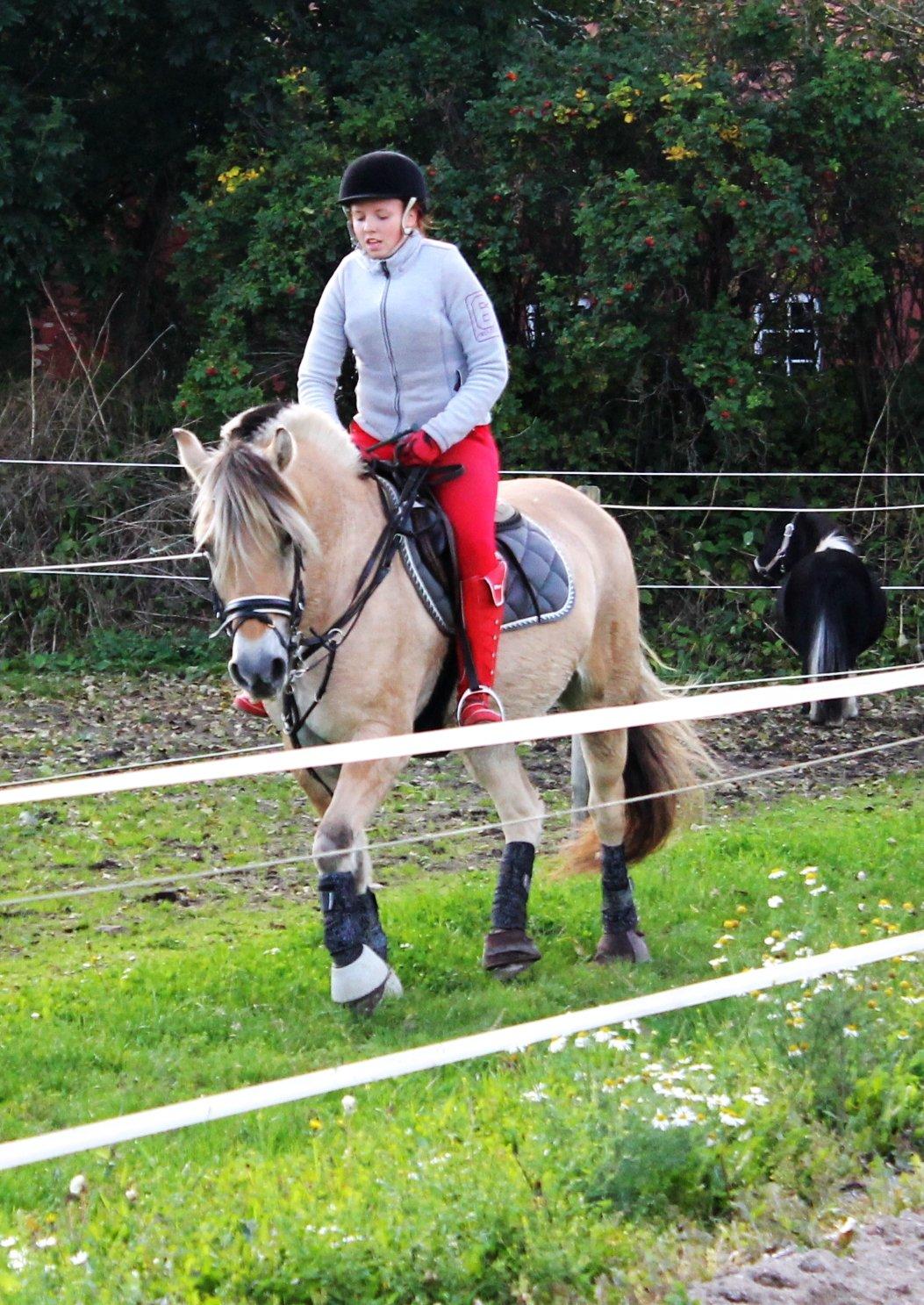 Fjordhest thomas billede 13