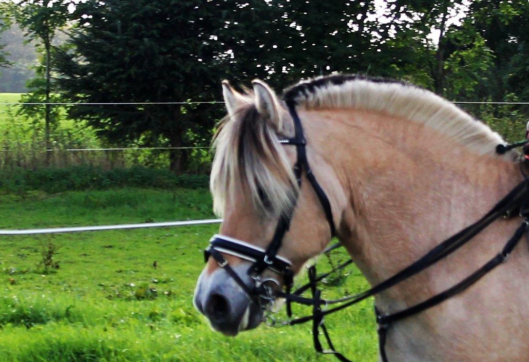 Fjordhest thomas billede 14