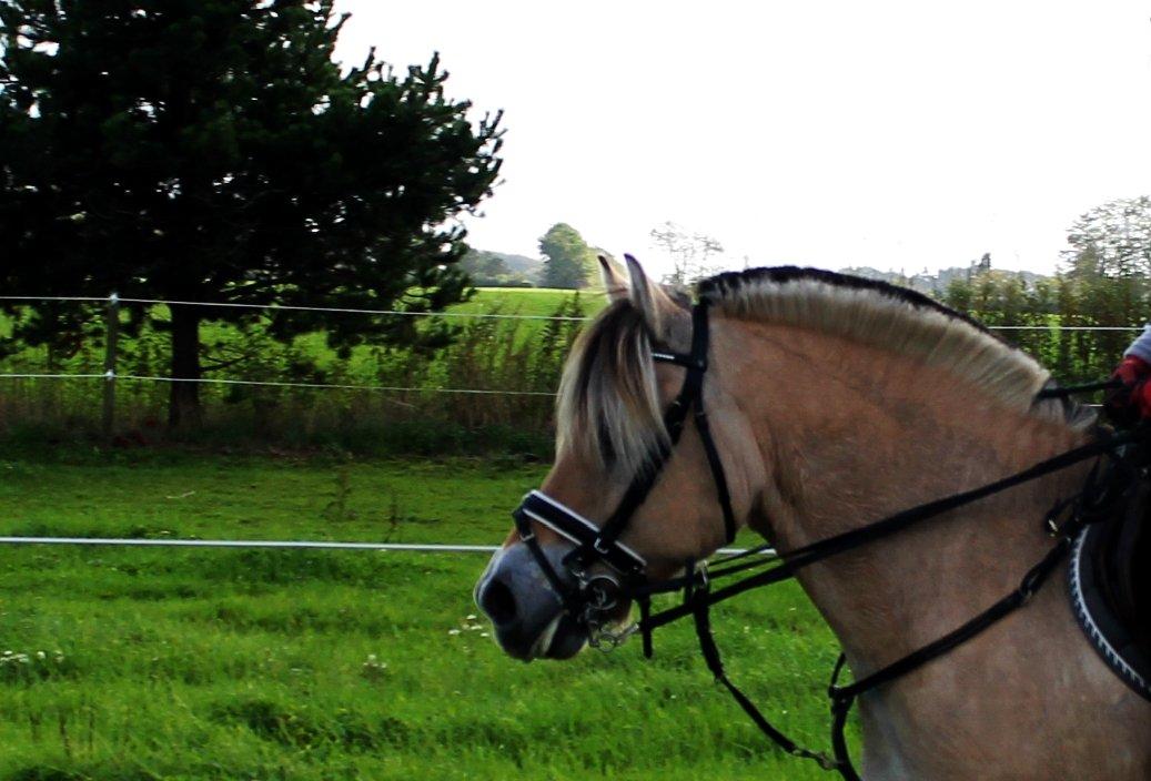 Fjordhest thomas billede 16