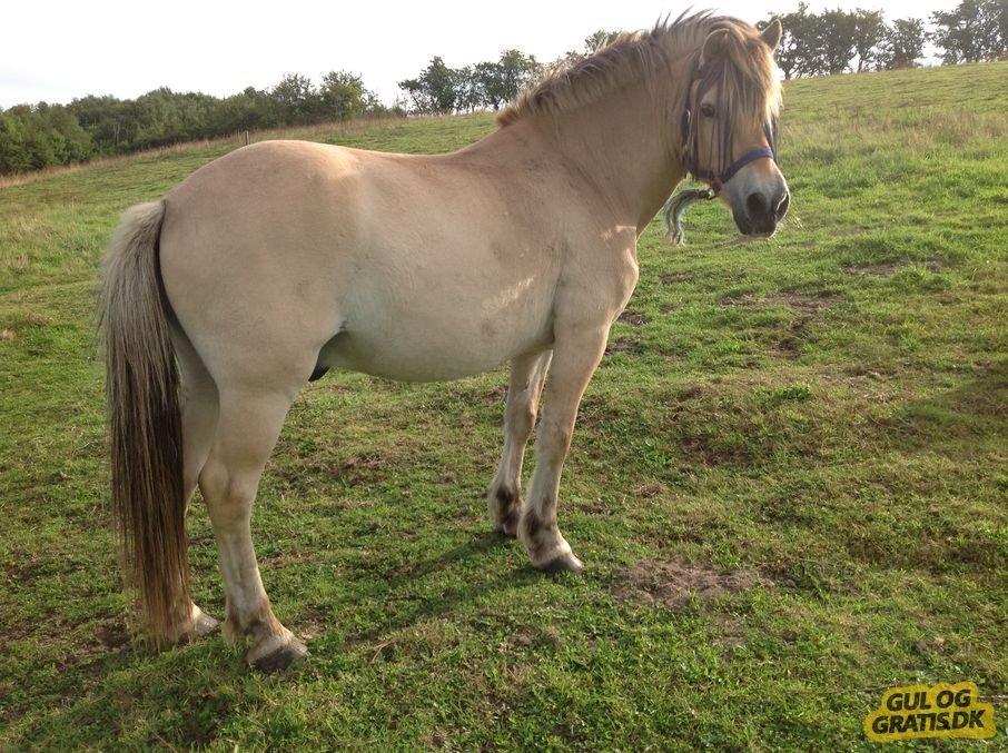 Fjordhest .william billede 3
