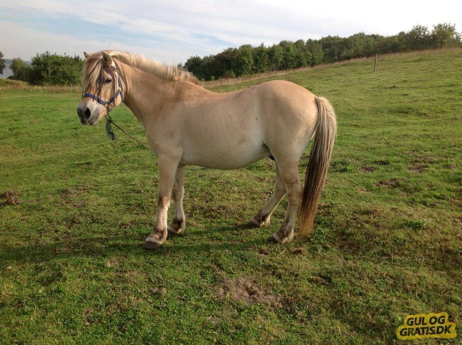 Fjordhest .william billede 4