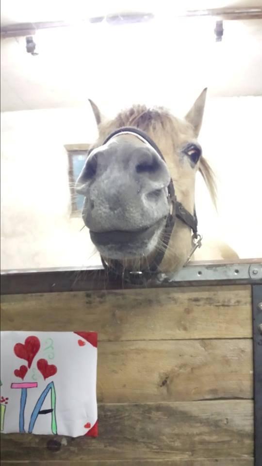 Fjordhest .william billede 5