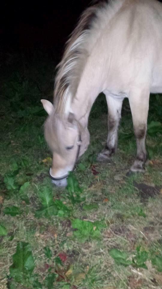 Fjordhest .william billede 6