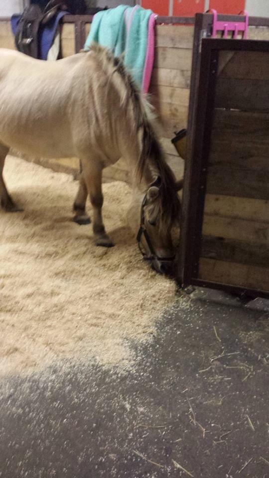 Fjordhest .william billede 7