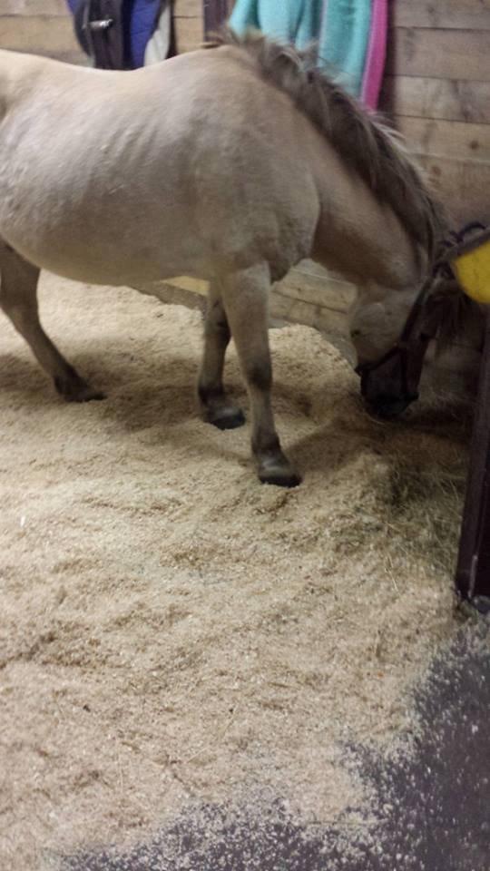 Fjordhest .william billede 8