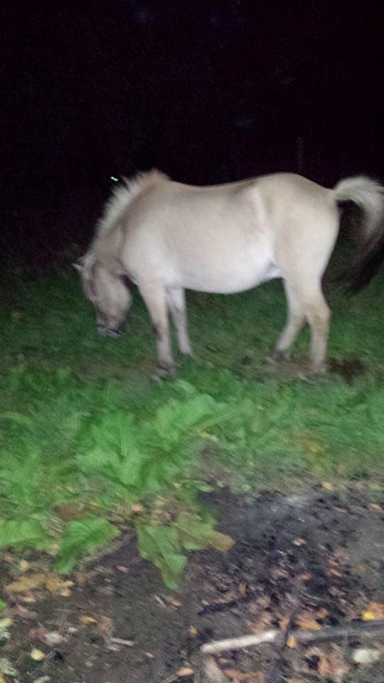 Fjordhest .william billede 9