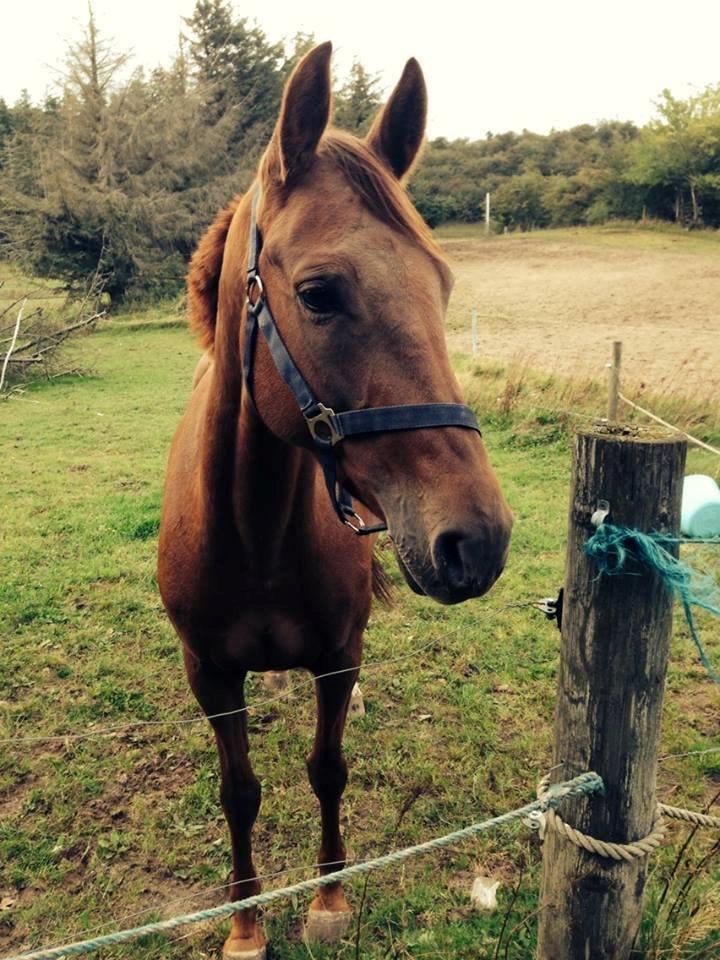 Dansk Varmblod Østmarks Mia - Fucking dejlig hun er  billede 1
