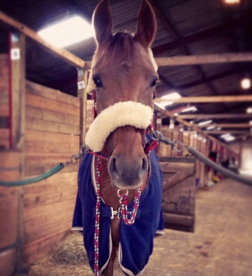 Dansk Varmblod Østmarks Mia - 5 År ååårh babyen <3 billede 6