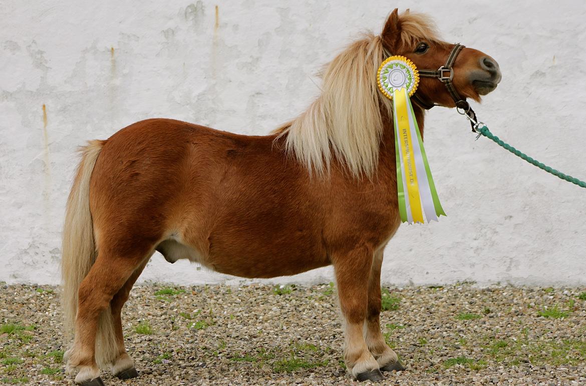 Shetlænder Victor billede 12