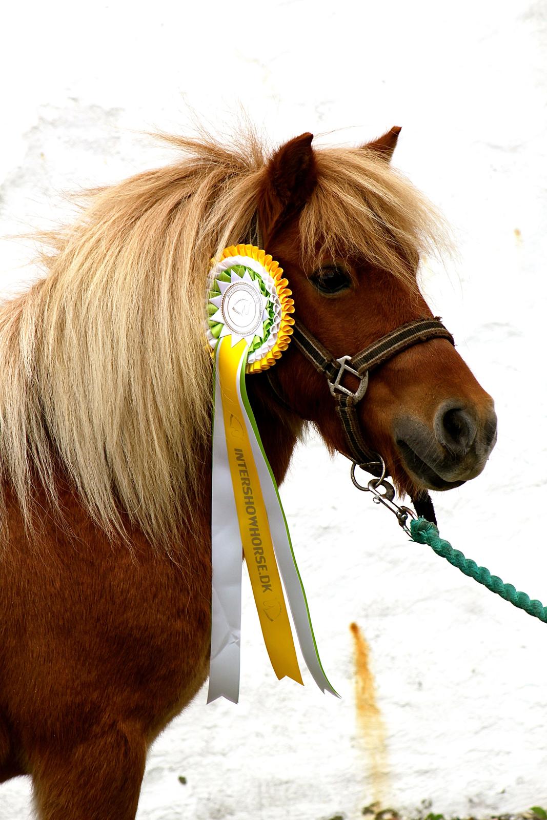 Shetlænder Victor billede 32