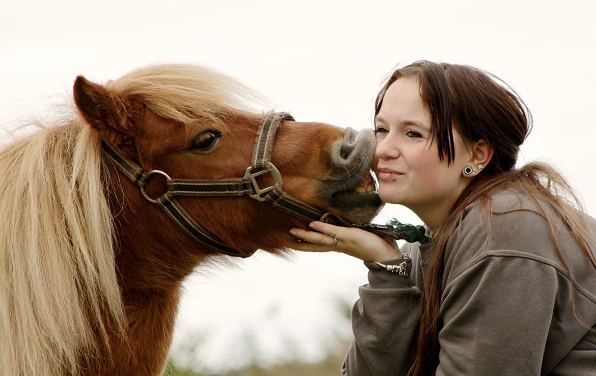 Shetlænder Victor billede 3