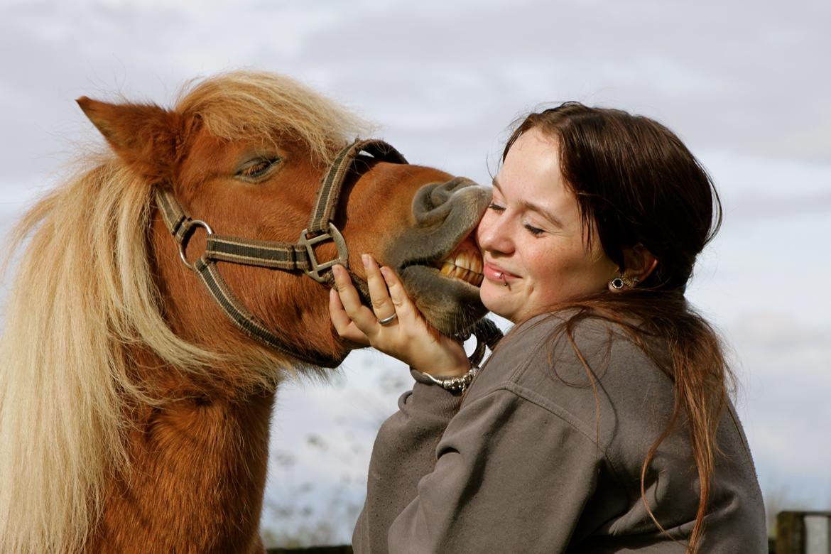 Shetlænder Victor billede 14