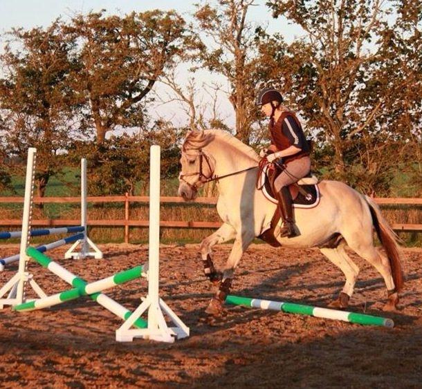 Fjordhest Broholms Marquis billede 5