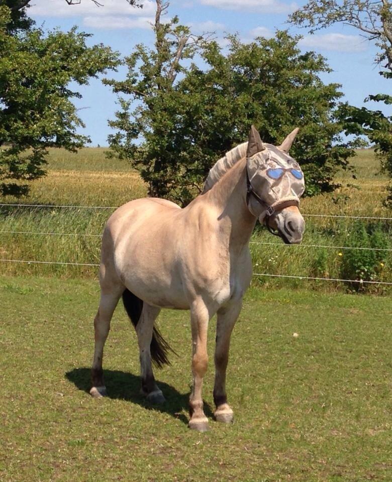 Fjordhest Broholms Marquis billede 7