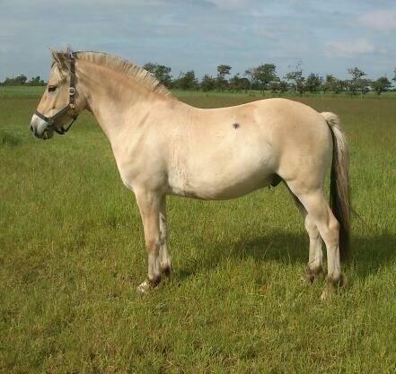 Fjordhest Broholms Marquis billede 12