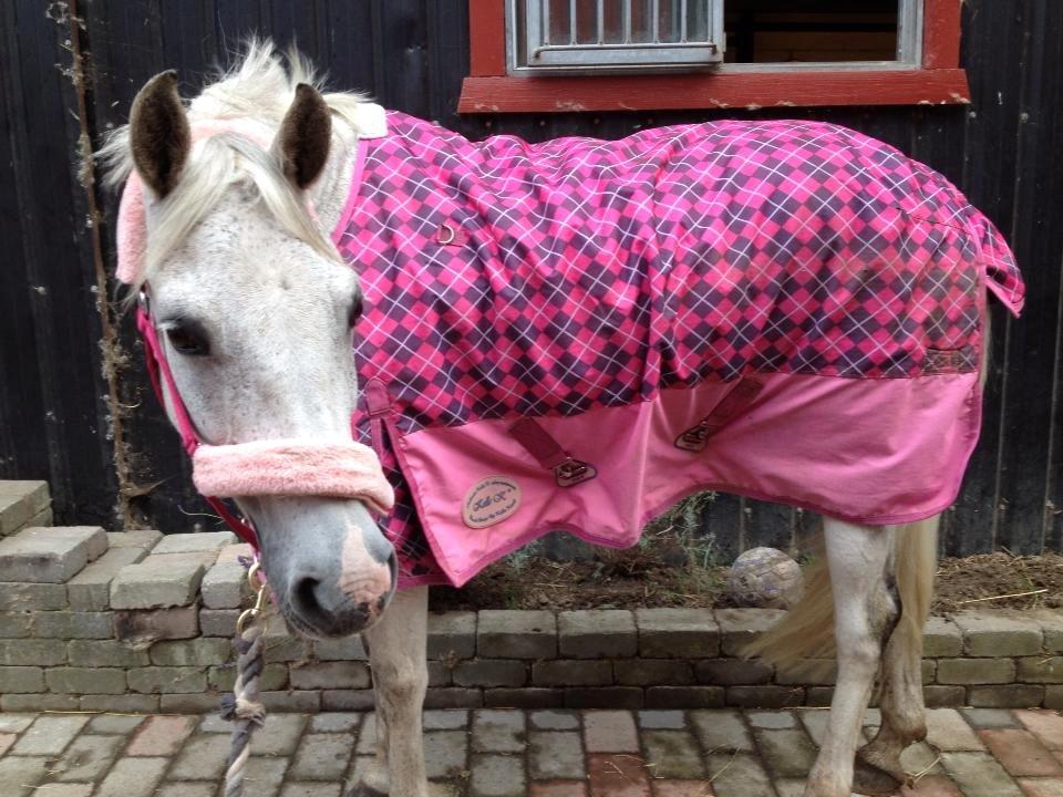 DSP Præstemarkens Mahogni |Honey| - "pink pony" <3 <3 <3  billede 27