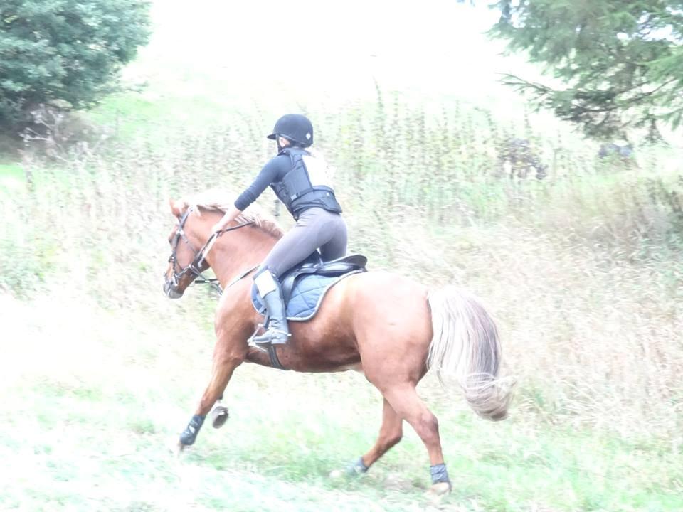 Welsh Pony af Cob-type (sec C) Bakkegaardens Aladdin - Allan. billede 12