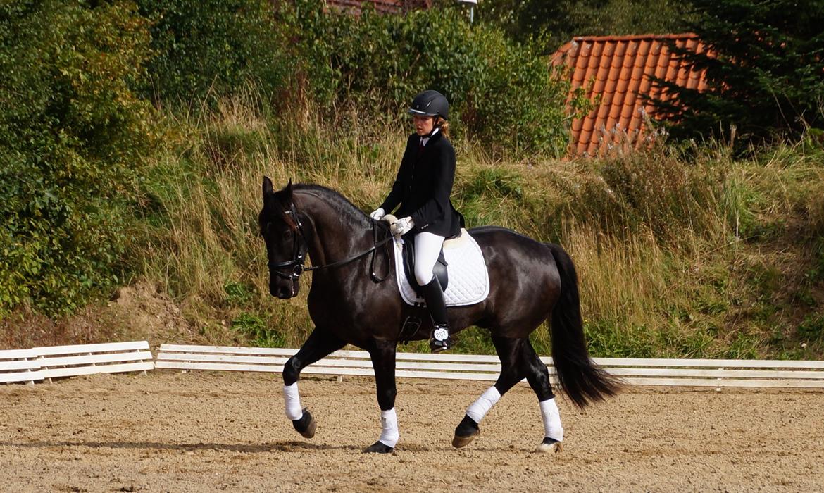 Anden særlig race KJÆRSGAARDS MOONLIGHT - Monse i en LC3 i Ravnkilde, sept. 2013 :-) billede 14