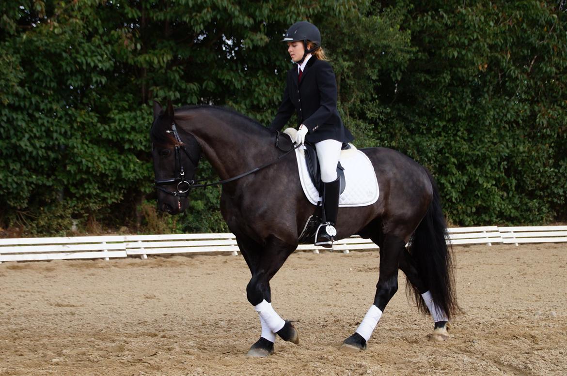 Anden særlig race KJÆRSGAARDS MOONLIGHT - Fine hest :-D Sept. 2013 billede 46