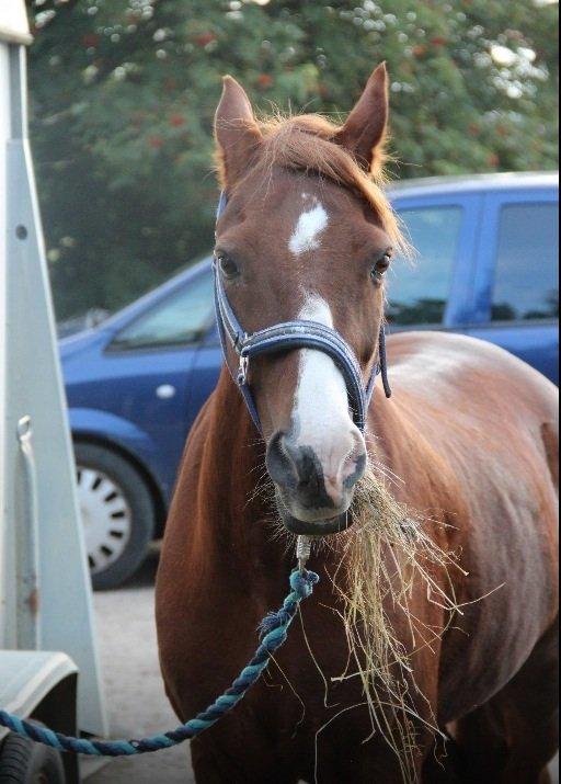 Welsh Pony (sec B) Avalon - Avalon står og spiser wrap ved traileren til springstævne i Vejle rideklub lige da jeg havde fået ham billede 1