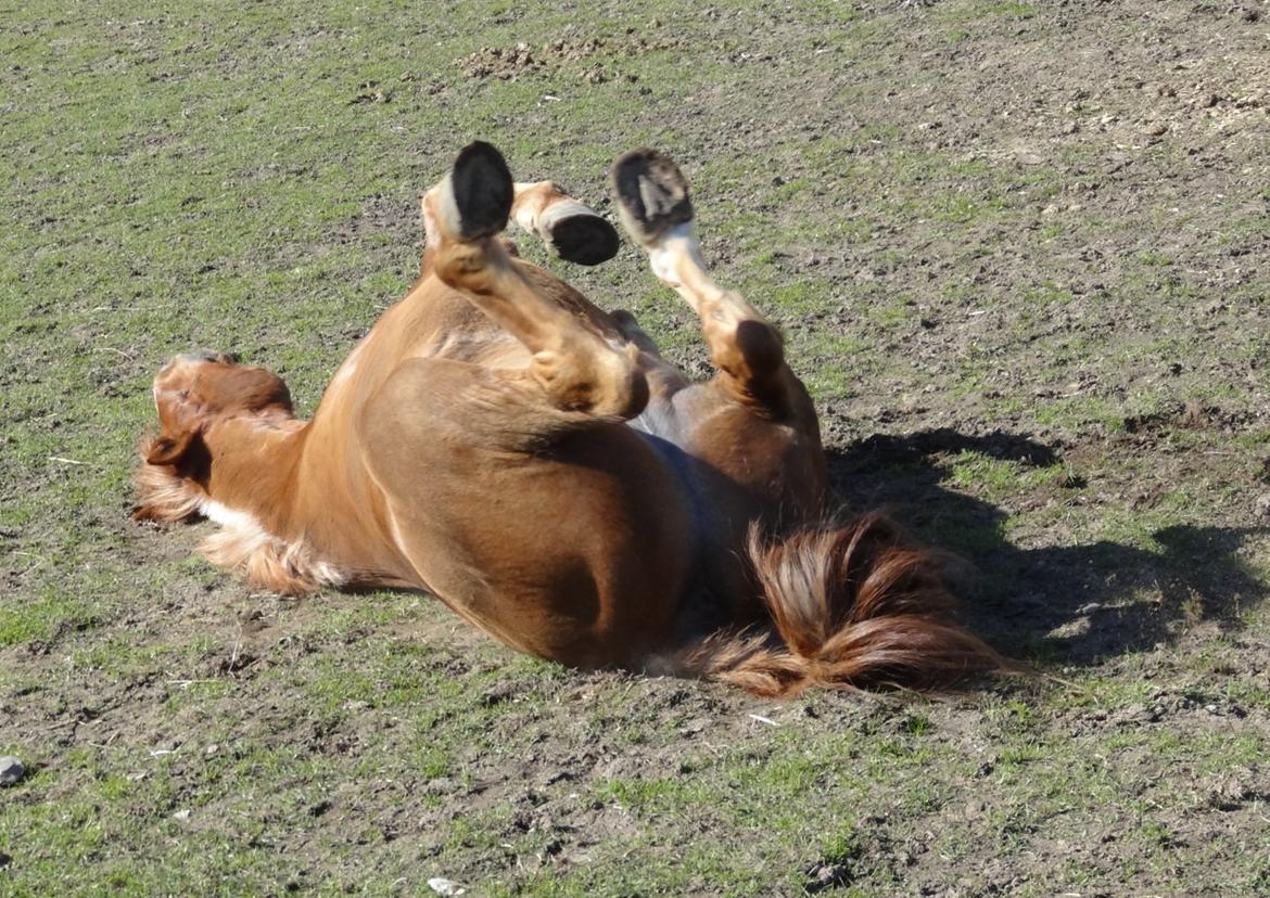 Welsh Pony (sec B) Avalon - Avalon tager sig en rulletur på folden, efter han er kommet hjem fra sin første terrænspringstræning billede 2