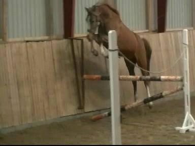 Palomino Reballe Galium (Gabriel) billede 10