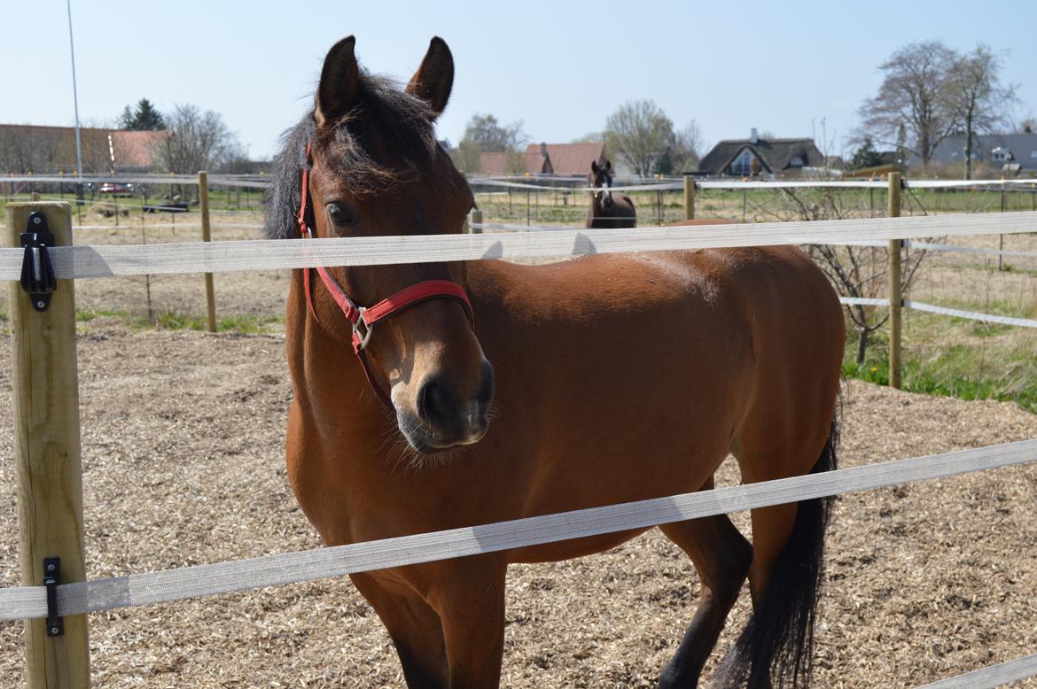 New Forest Petit - Pétit på sin 8-års fødselsdag på Gammelgård hestecenter billede 1