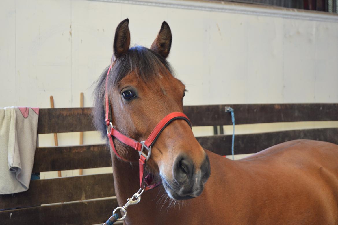 New Forest Petit - Pétit billede 2