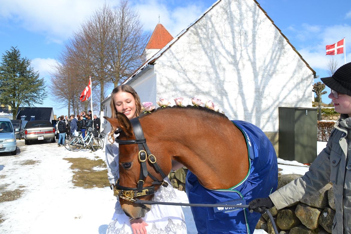 New Forest Petit - Pétit og jeg til min konfirmation billede 3