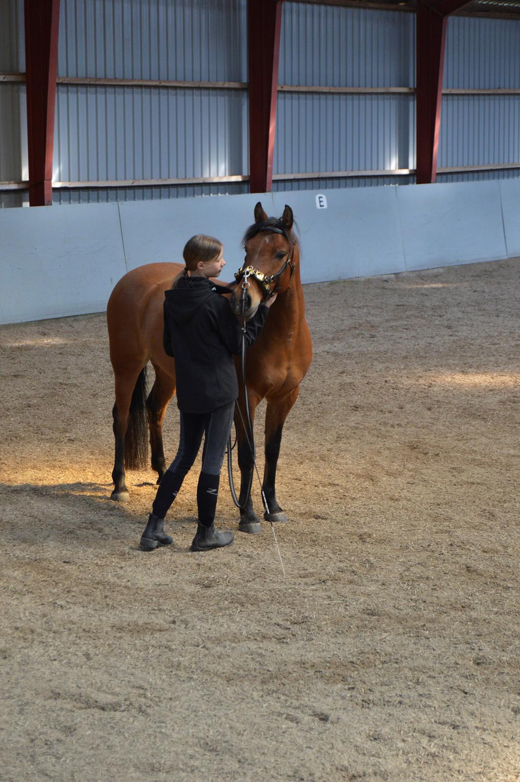 New Forest Petit billede 4