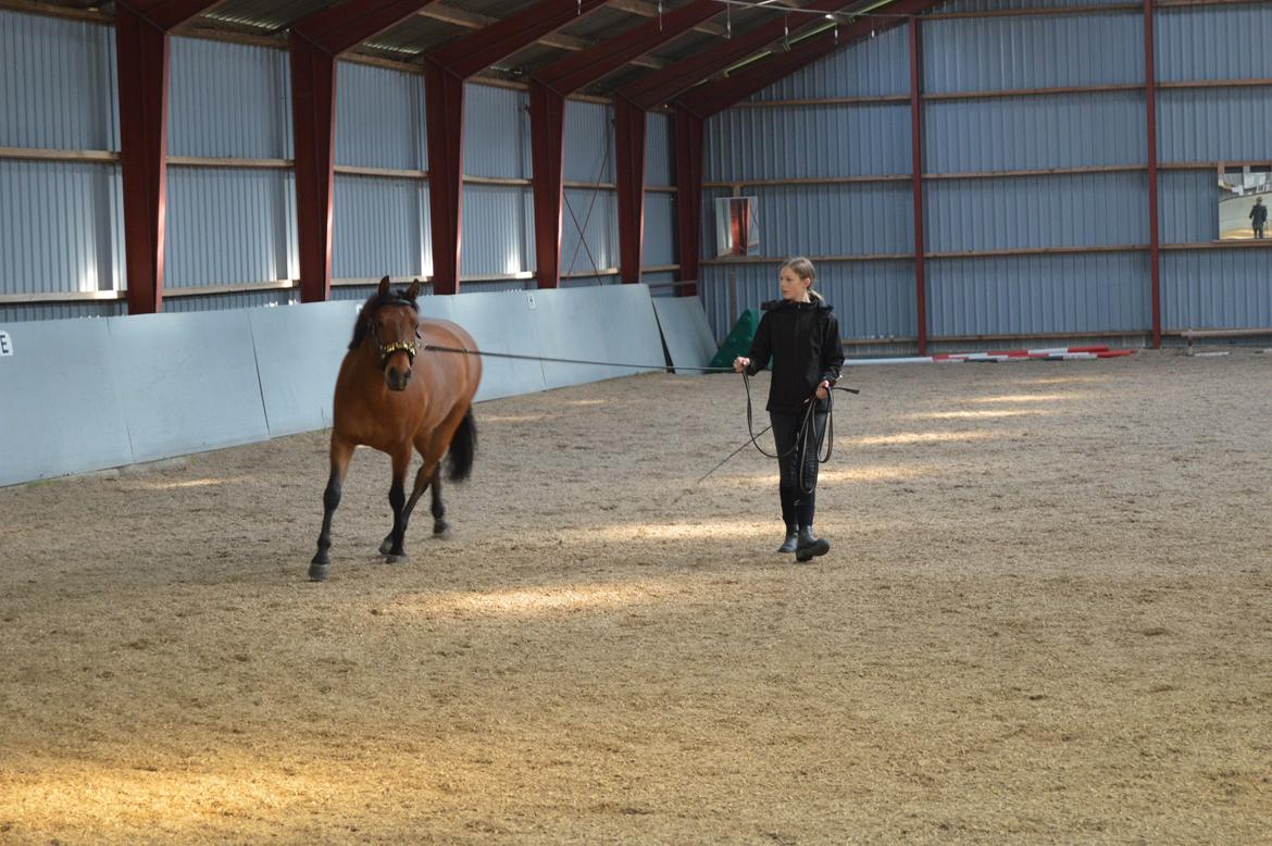 New Forest Petit - Pétit bliver longeret billede 5