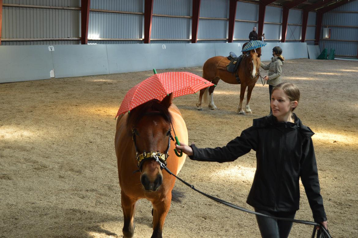 New Forest Petit - Pétit billede 6