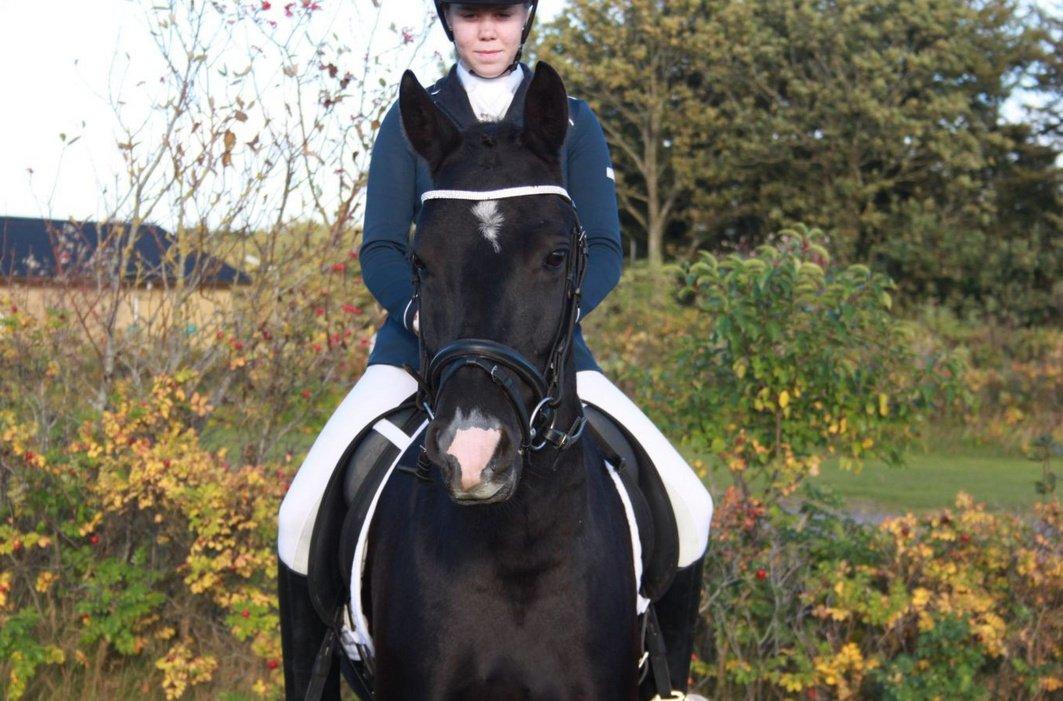 New Forest Bøgelys Nico(Solgt) billede 3