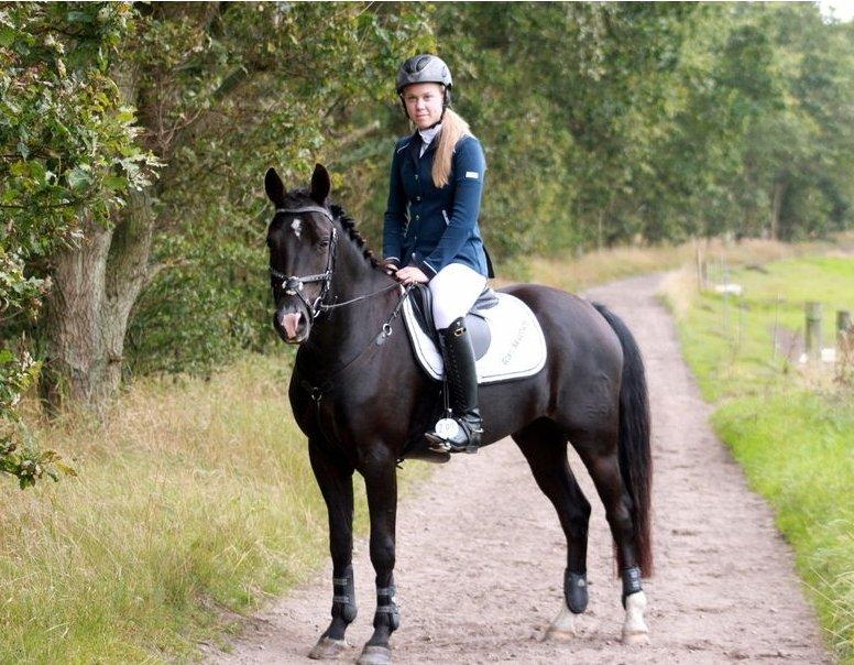 New Forest Bøgelys Nico(Solgt) billede 1