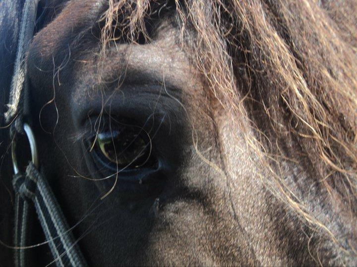 Frieser Branco af Stasevang - Dine øjne siger alt - du er den smukkeste stjerne i verden!<3 billede 10