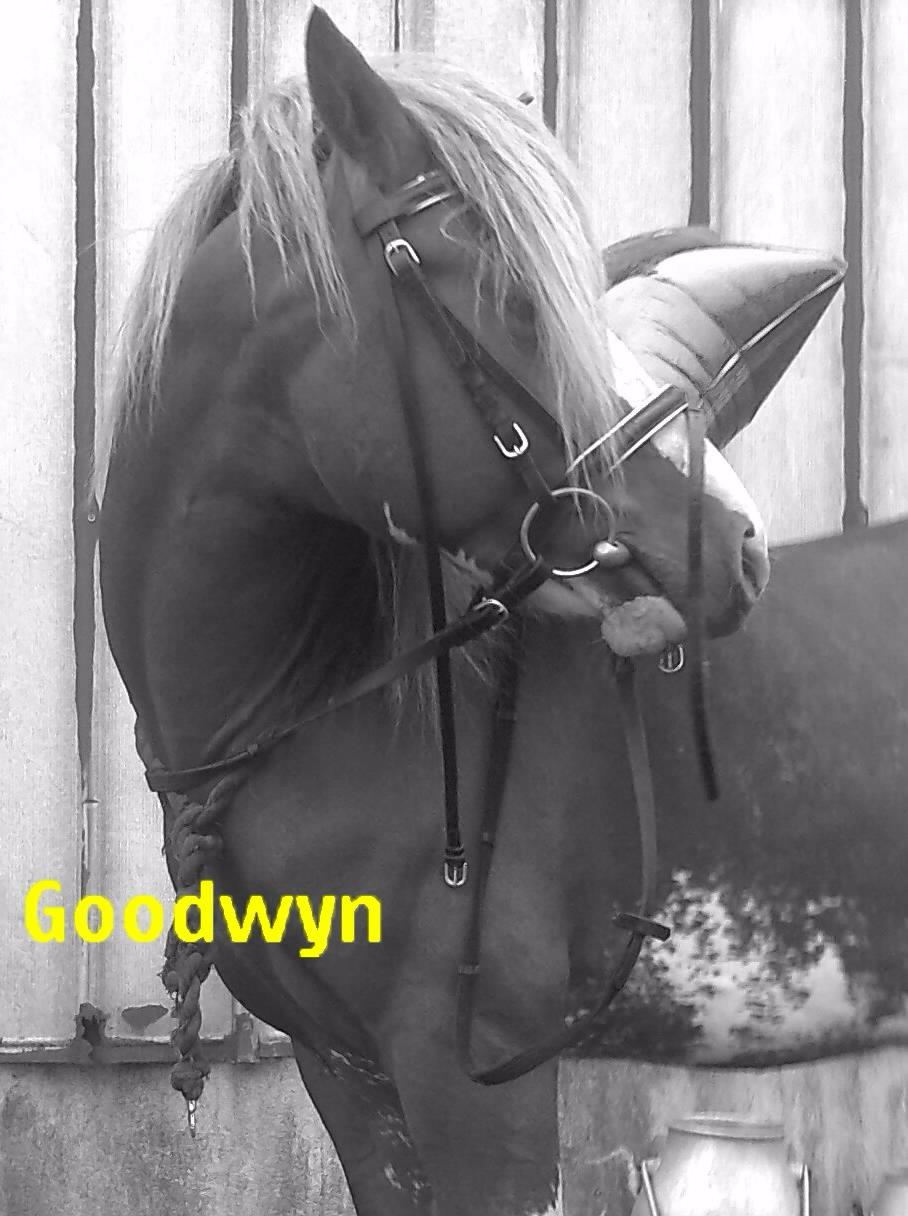 Welsh Pony af Cob-type (sec C) Aberlour Goodwyn billede 3
