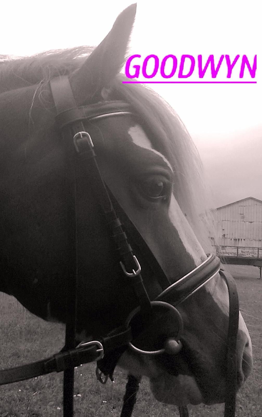 Welsh Pony af Cob-type (sec C) Aberlour Goodwyn billede 6