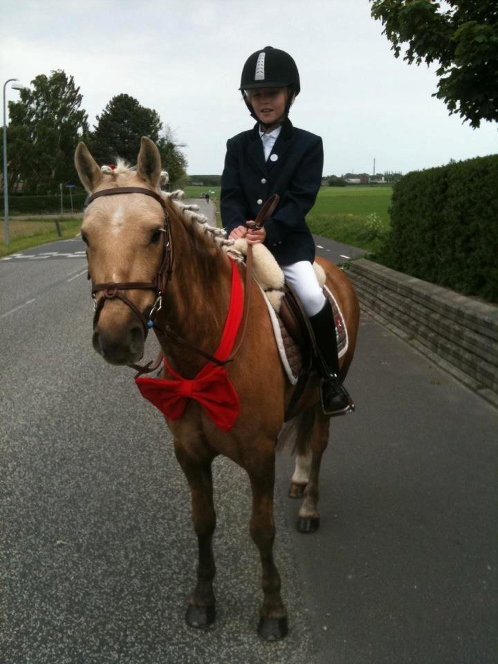 Tysk Sportspony Paloma 256 - Denne smukke gentelemand stod og tog imod mig til min konfirmation<3  billede 1