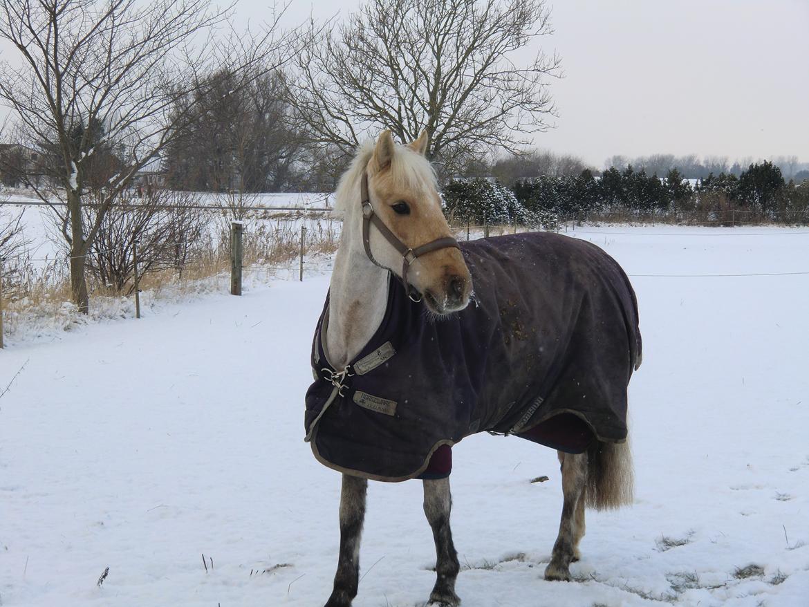 Tysk Sportspony Paloma 256 - Vinteren 2012 billede 23