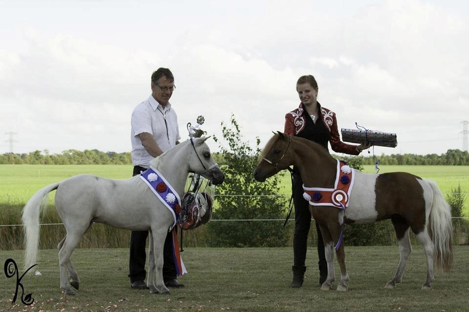 Amerikansk Miniature SHM Westernboys European Idol billede 5