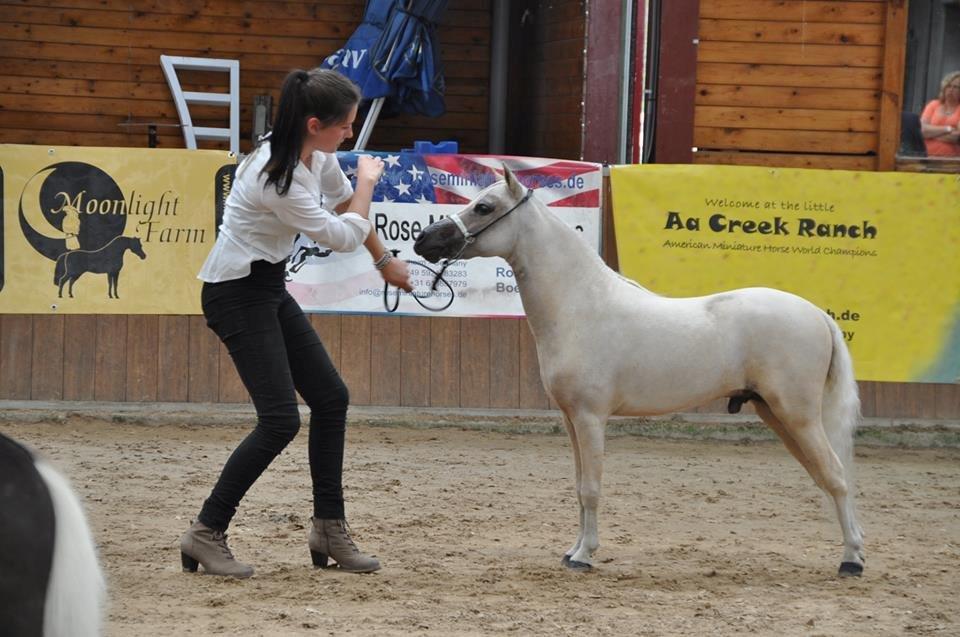 Amerikansk Miniature SHM Westernboys European Idol billede 8